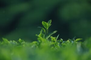 vietnam, tea, leaves-8704397.jpg